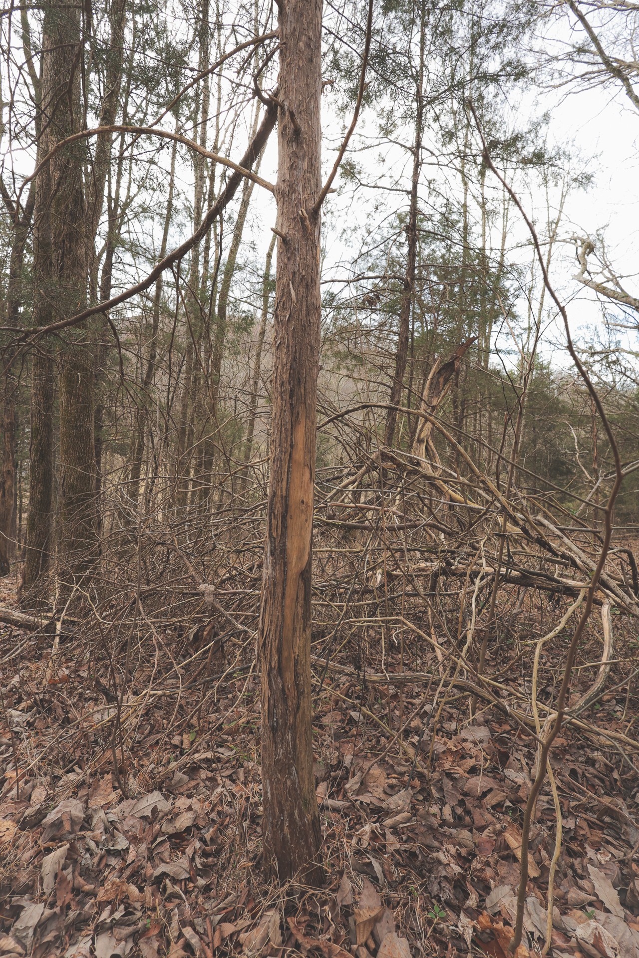 16431 Wallace Hollow Road Silver Point, TN 38582 - Photo 25 of 90