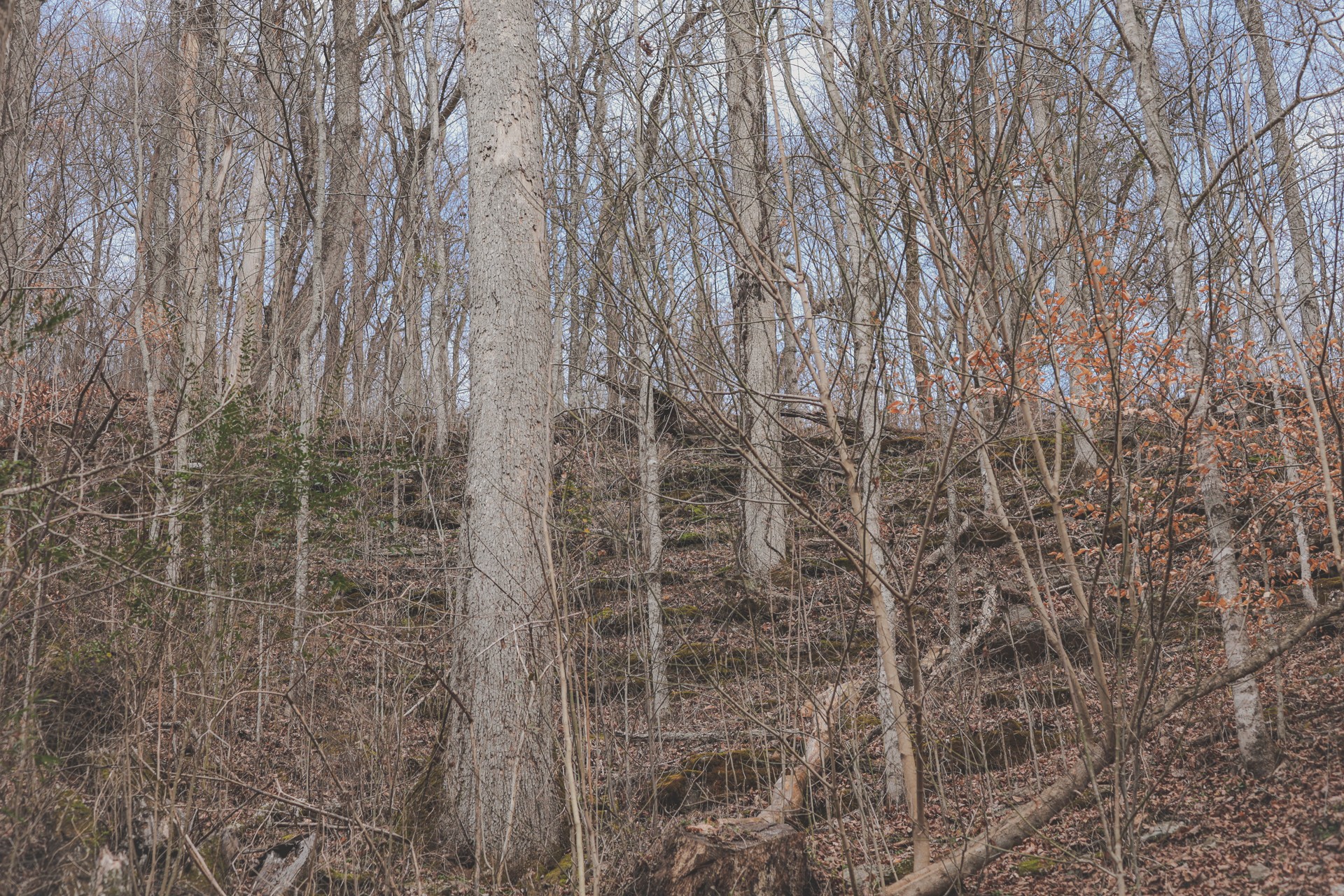 16431 Wallace Hollow Road Silver Point, TN 38582 - Photo 28 of 90