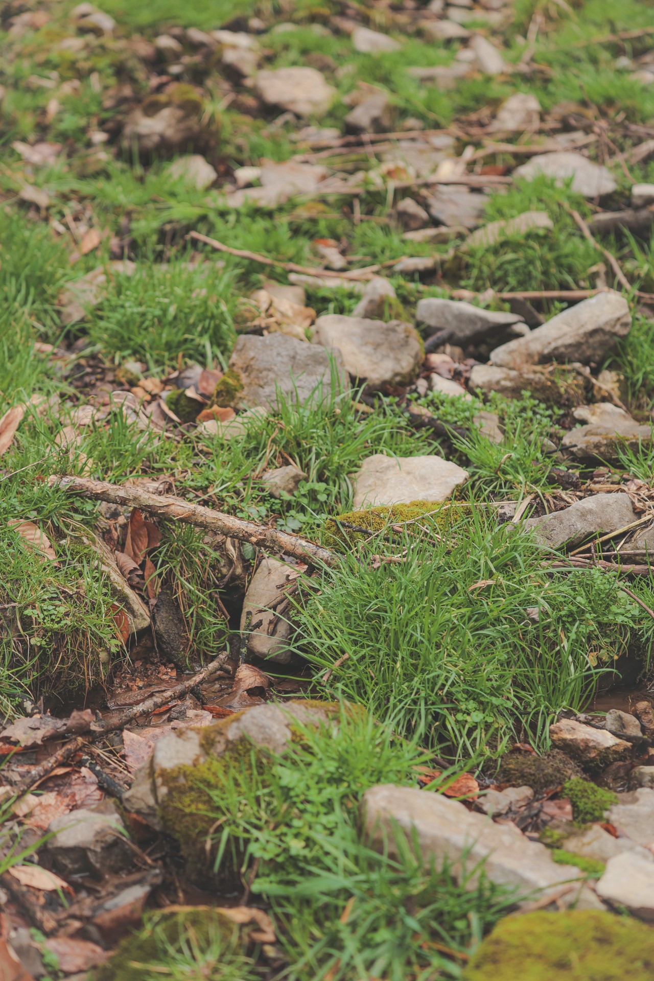 16431 Wallace Hollow Road Silver Point, TN 38582 - Photo 31 of 90