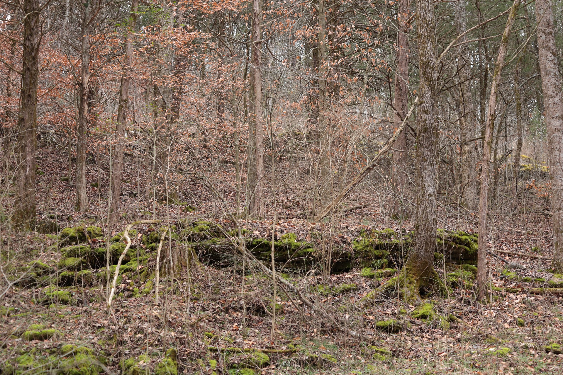 16431 Wallace Hollow Road Silver Point, TN 38582 - Photo 33 of 90