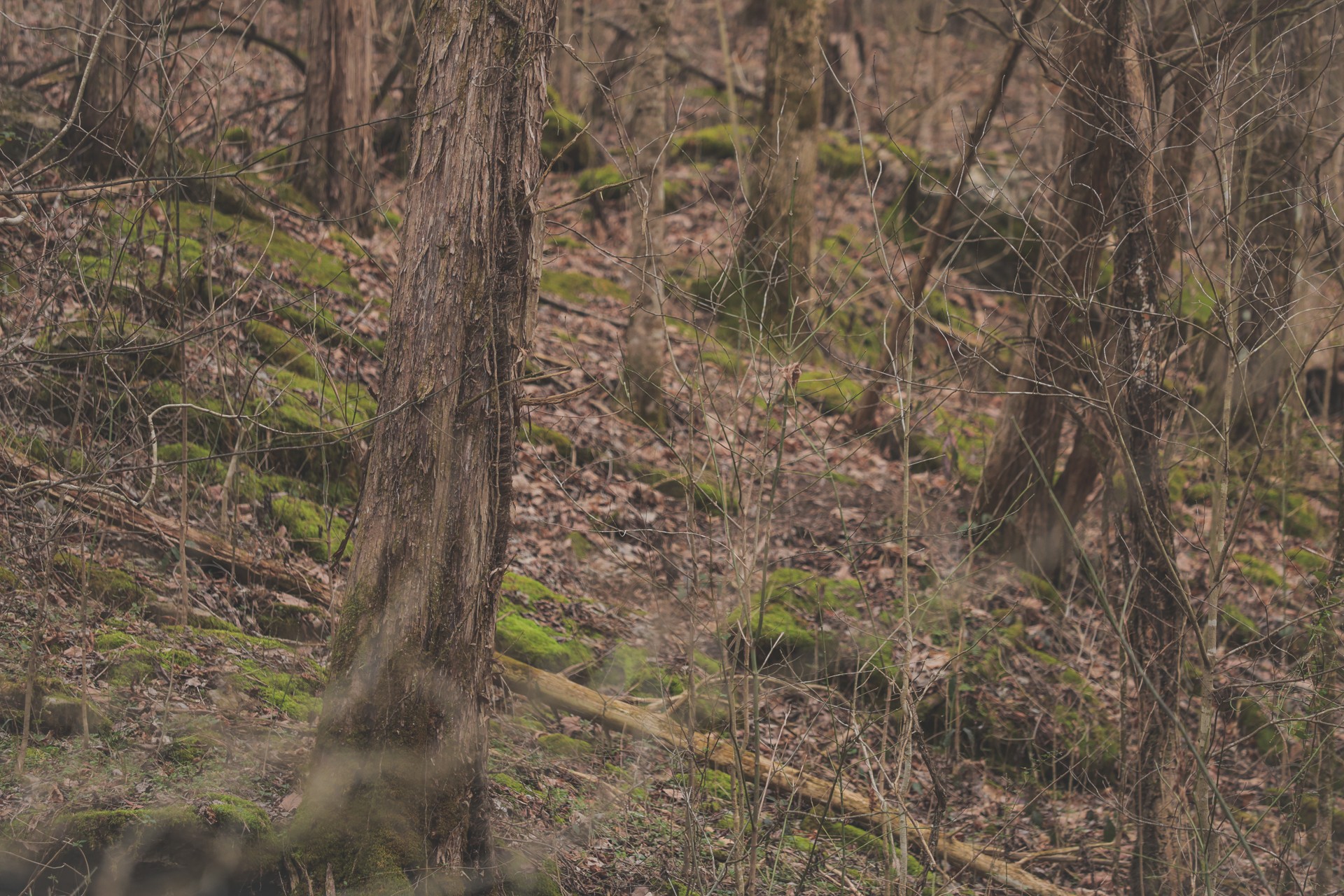 16431 Wallace Hollow Road Silver Point, TN 38582 - Photo 34 of 90