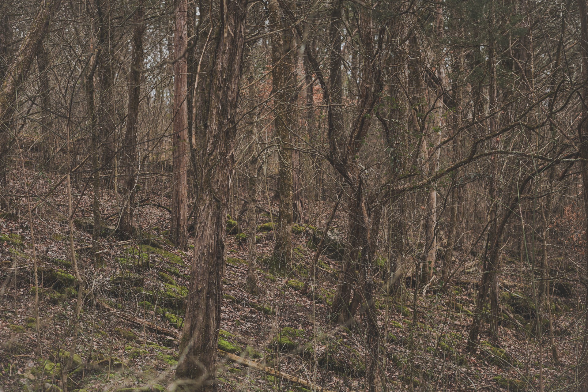 16431 Wallace Hollow Road Silver Point, TN 38582 - Photo 35 of 90