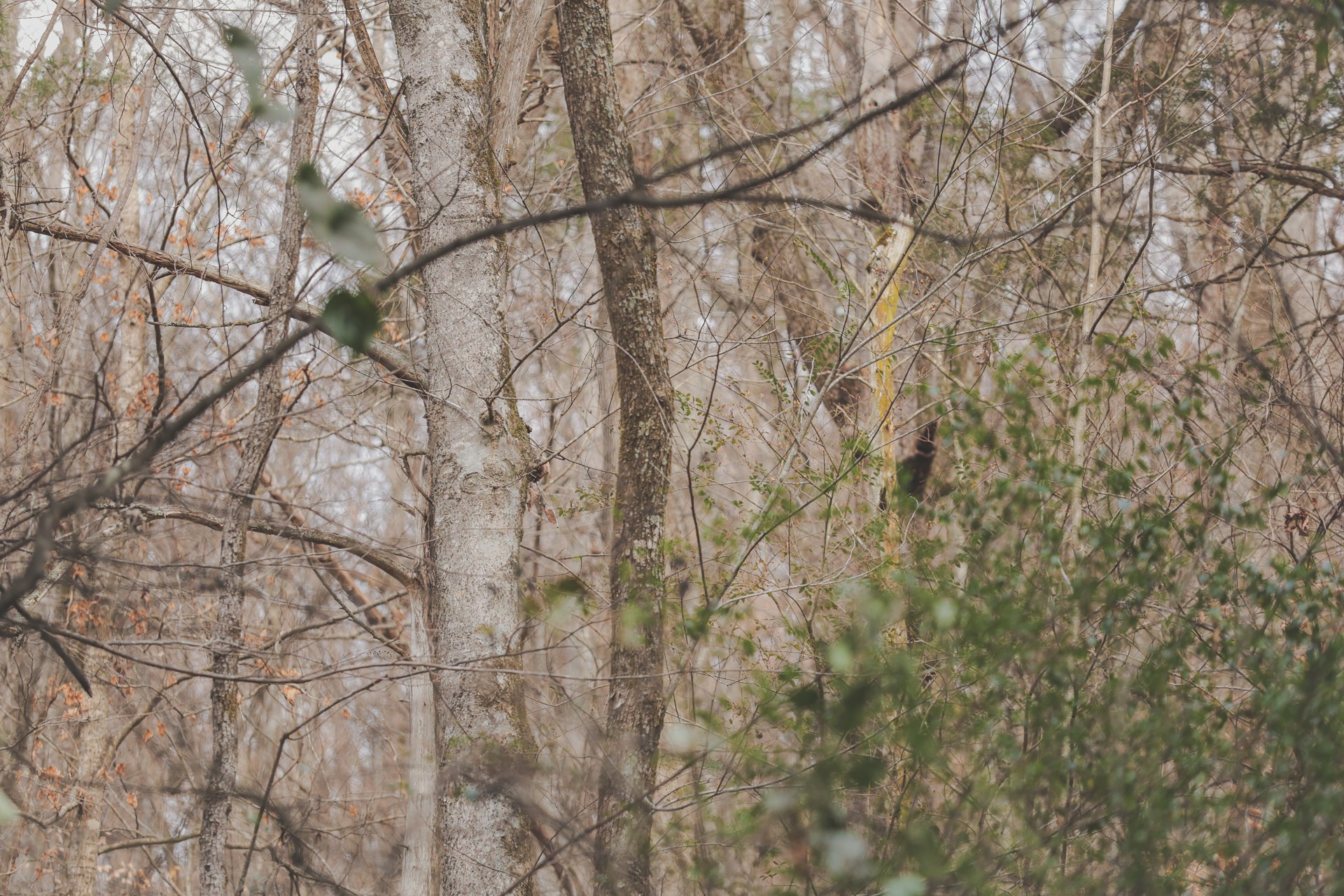 16431 Wallace Hollow Road Silver Point, TN 38582 - Photo 38 of 90