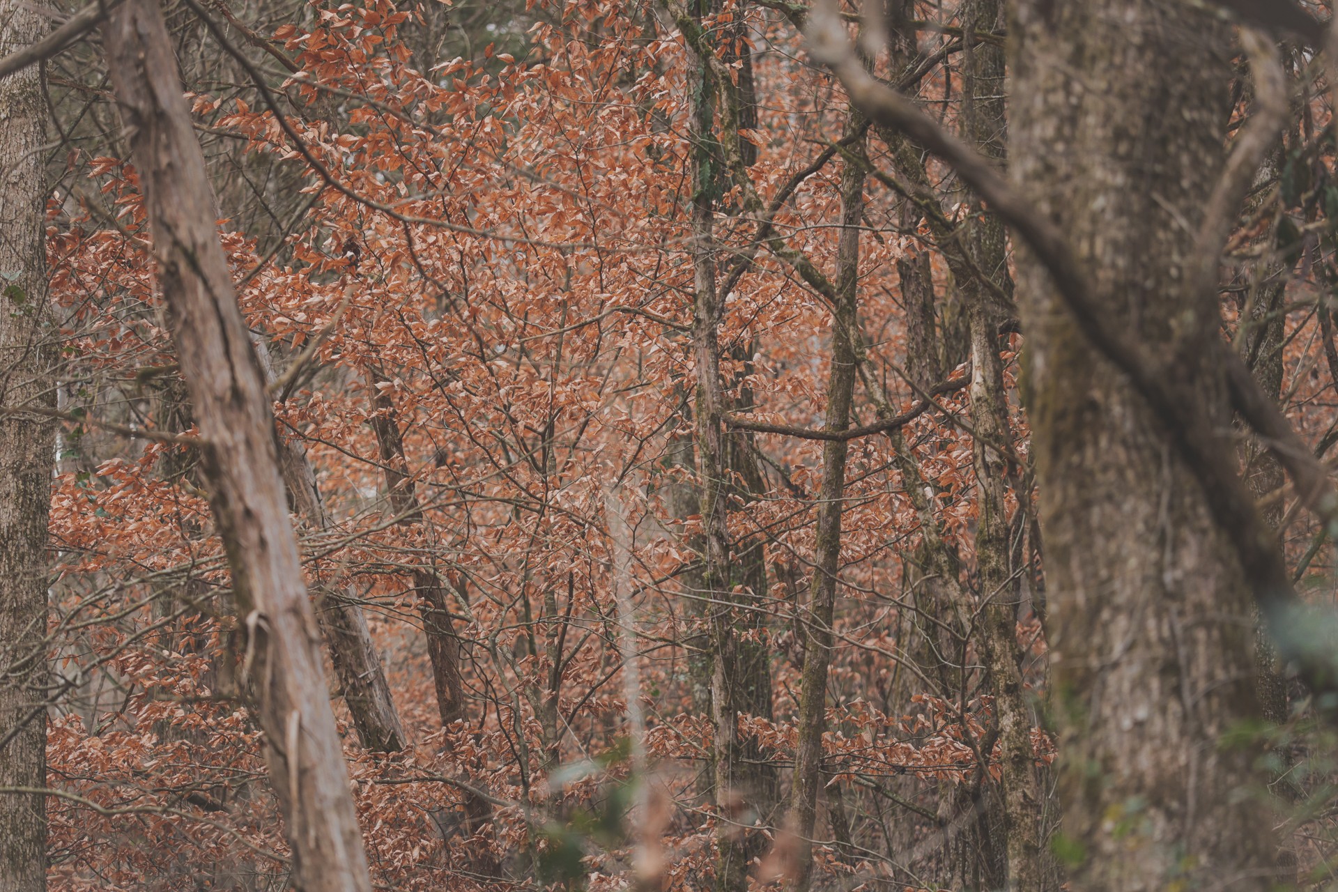 16431 Wallace Hollow Road Silver Point, TN 38582 - Photo 39 of 90