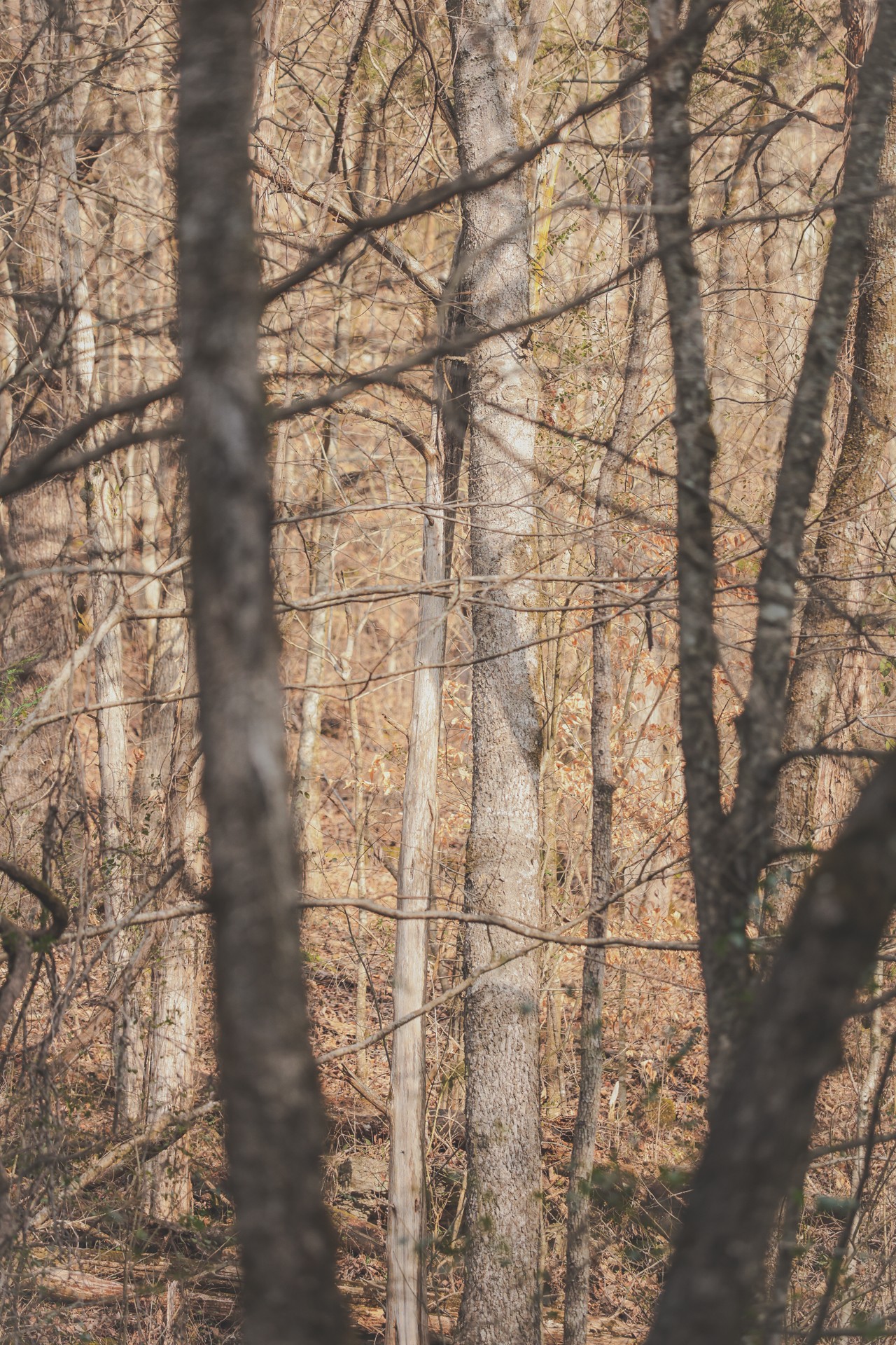 16431 Wallace Hollow Road Silver Point, TN 38582 - Photo 40 of 90