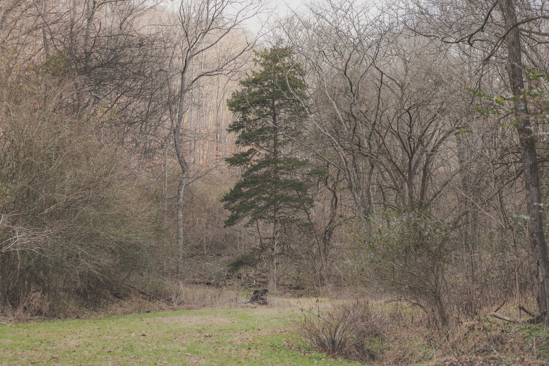 16431 Wallace Hollow Road Silver Point, TN 38582 - Photo 41 of 90