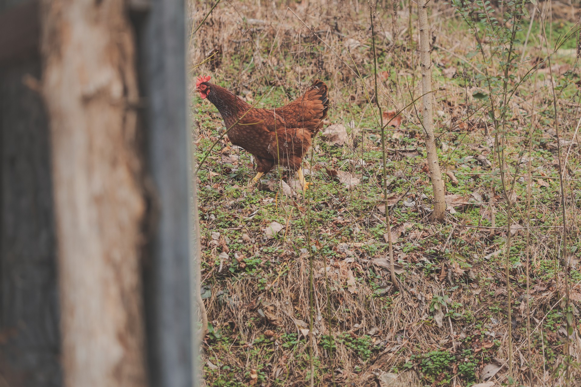 16431 Wallace Hollow Road Silver Point, TN 38582 - Photo 44 of 90