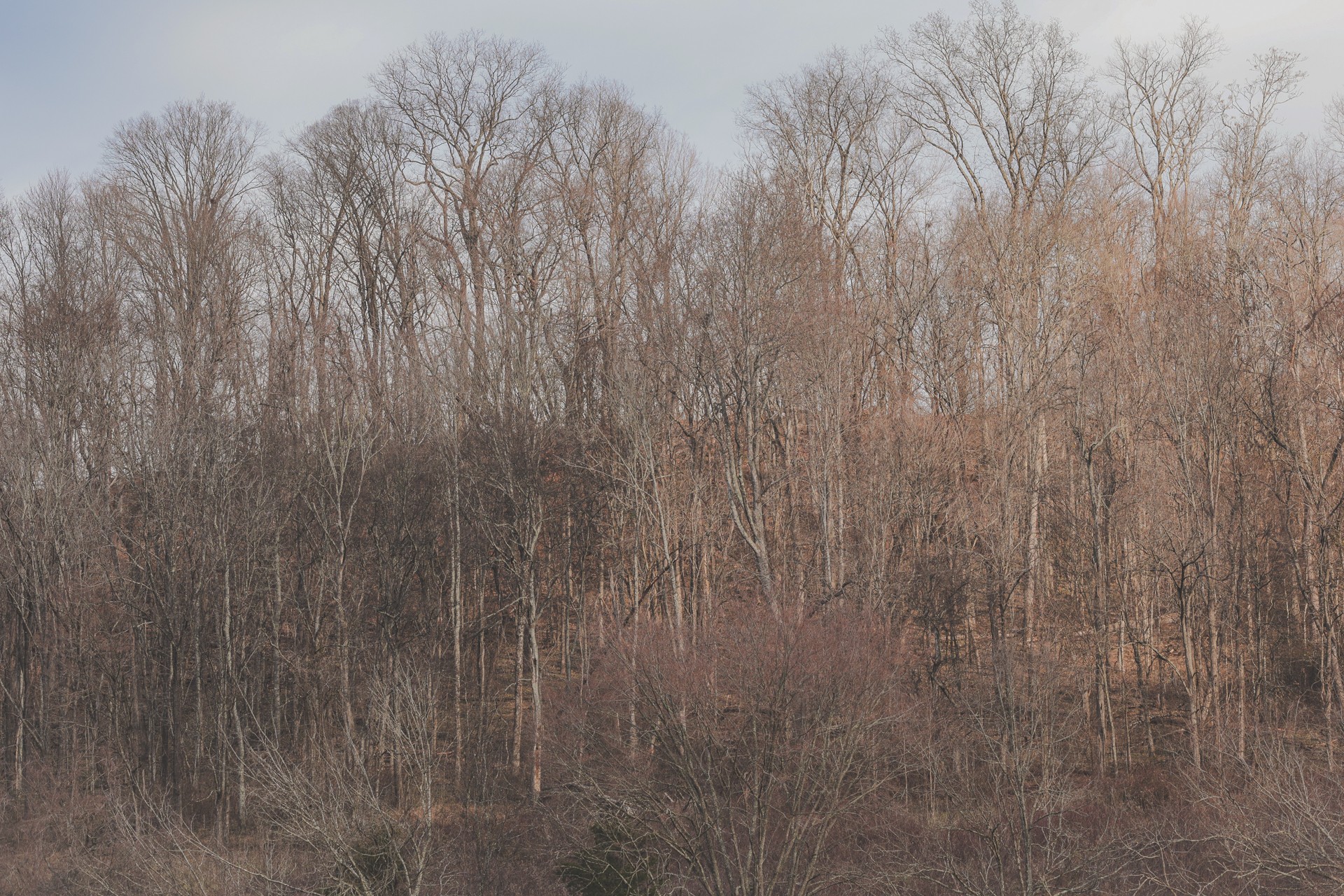 16431 Wallace Hollow Road Silver Point, TN 38582 - Photo 48 of 90