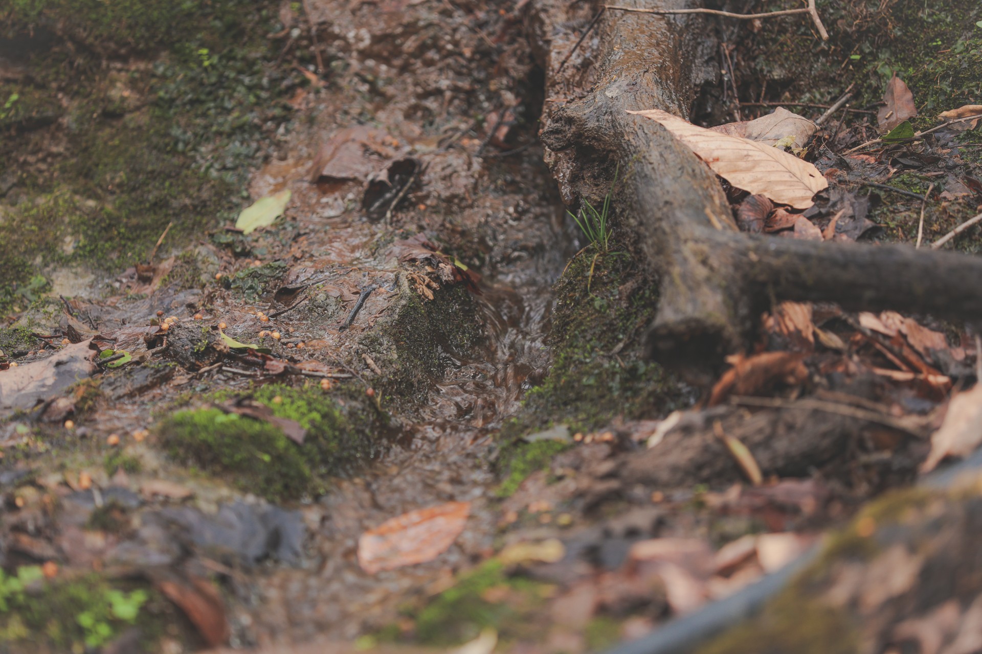 16431 Wallace Hollow Road Silver Point, TN 38582 - Photo 5 of 90