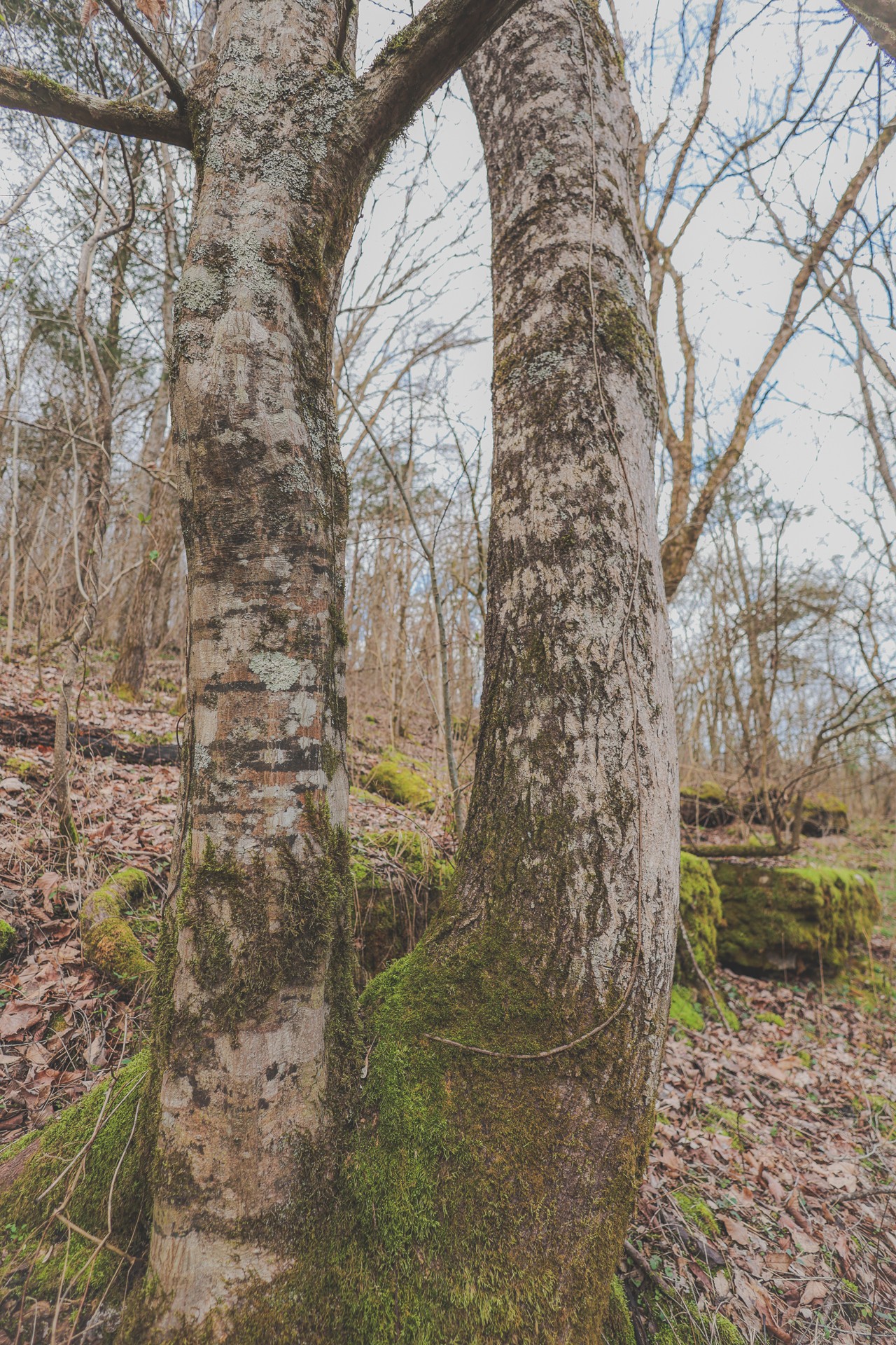 16431 Wallace Hollow Road Silver Point, TN 38582 - Photo 51 of 90