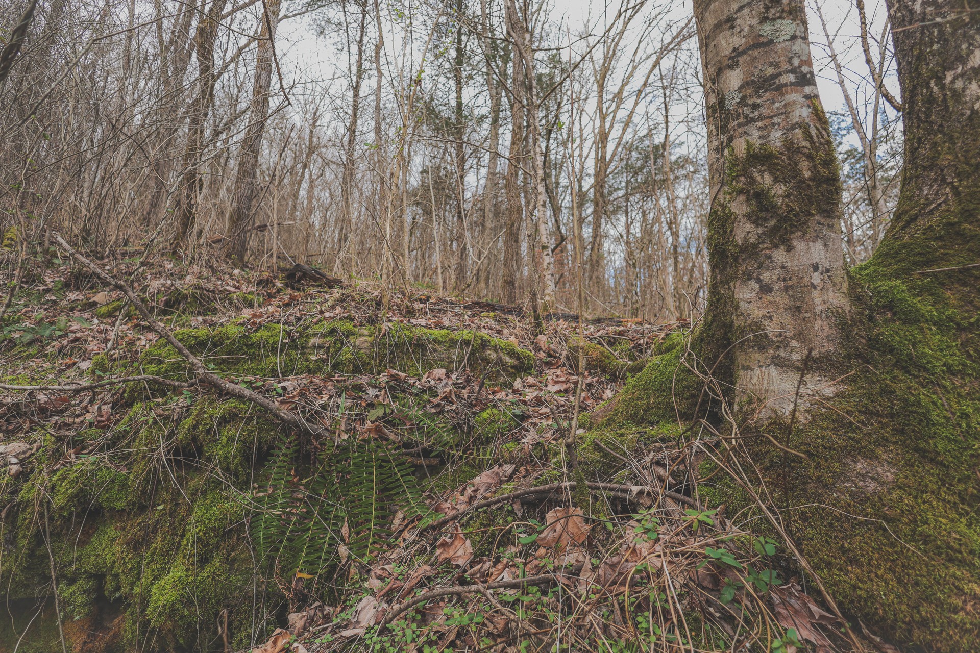 16431 Wallace Hollow Road Silver Point, TN 38582 - Photo 52 of 90