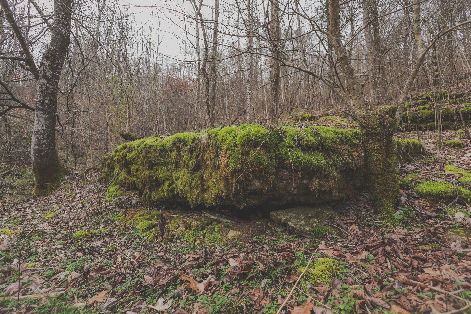 16431 Wallace Hollow Road Silver Point, TN 38582 - Photo 53 of 90