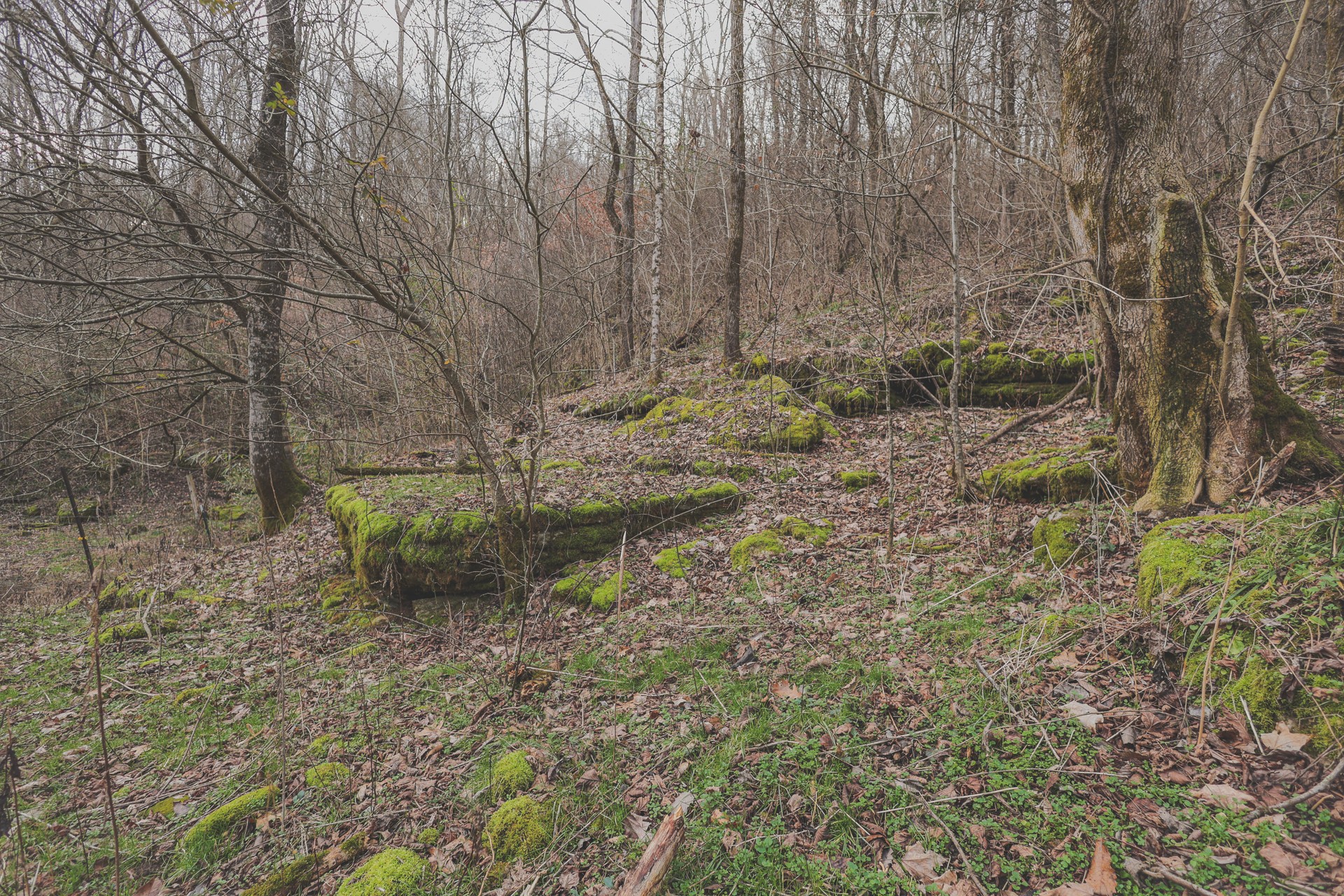 16431 Wallace Hollow Road Silver Point, TN 38582 - Photo 54 of 90