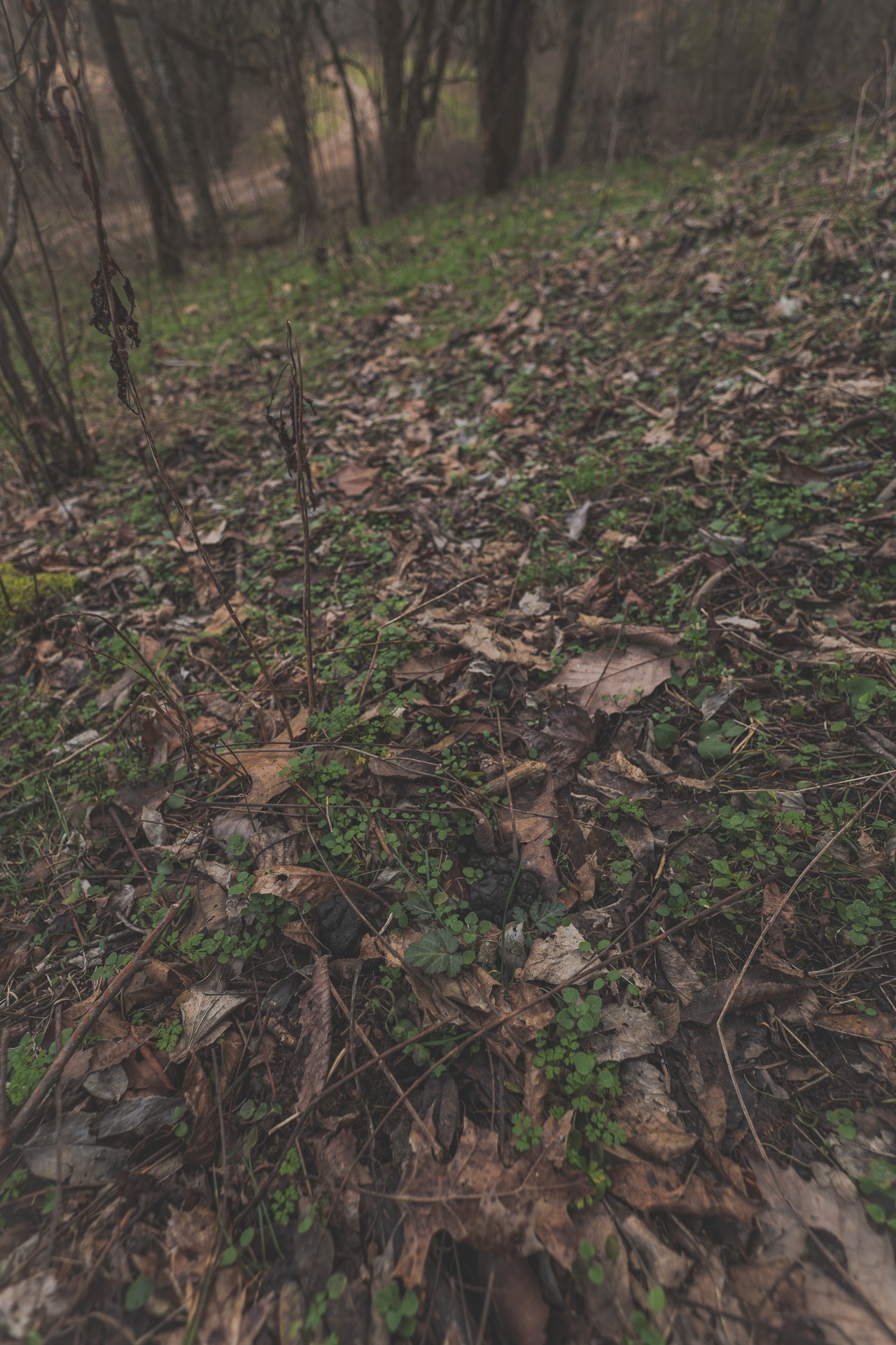 16431 Wallace Hollow Road Silver Point, TN 38582 - Photo 55 of 90