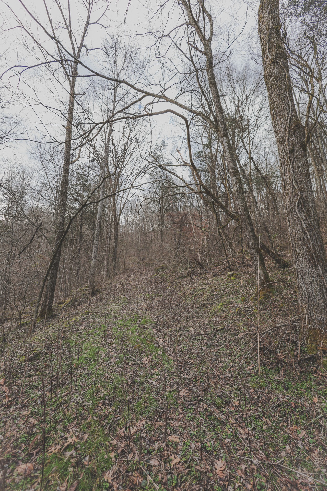 16431 Wallace Hollow Road Silver Point, TN 38582 - Photo 57 of 90