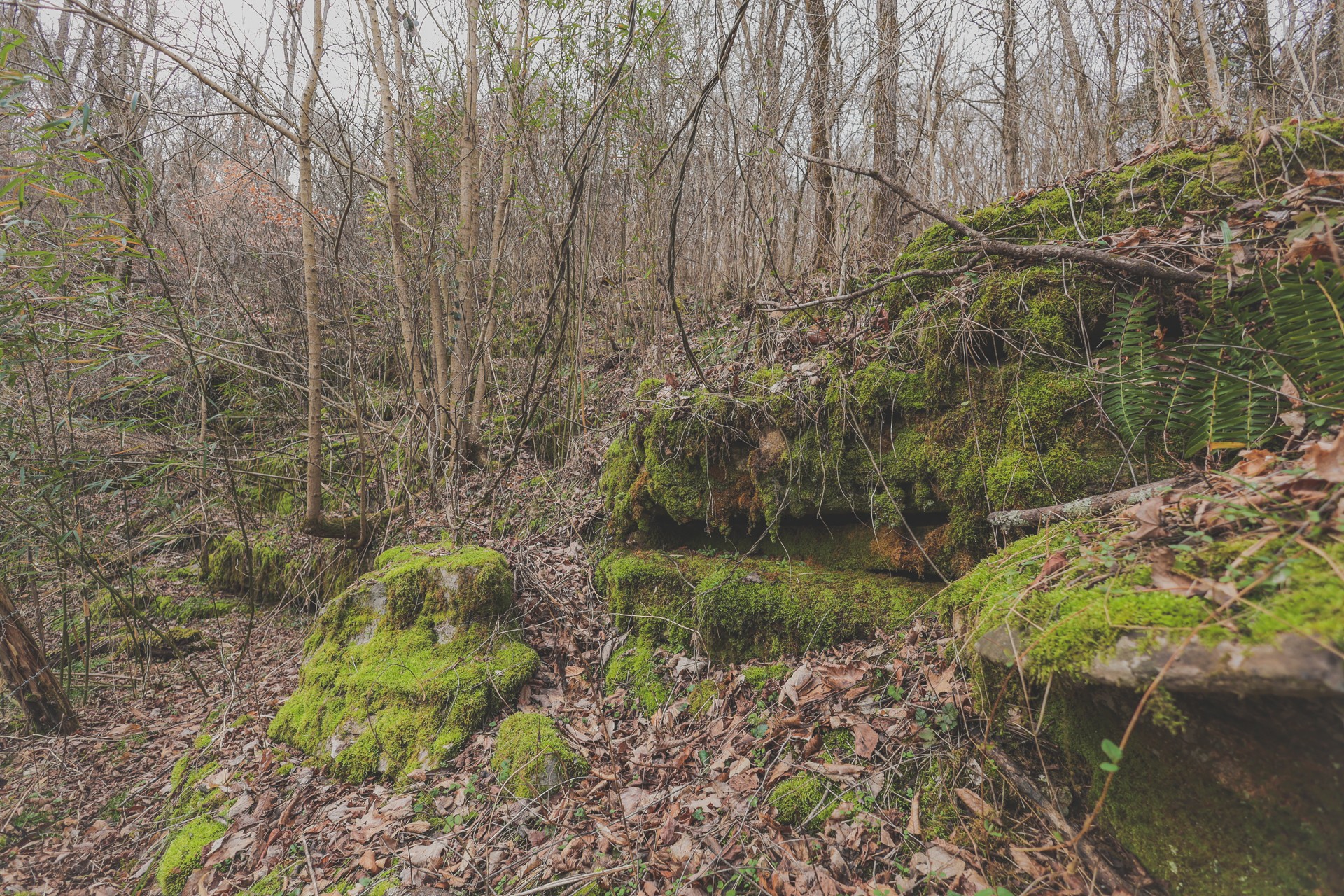 16431 Wallace Hollow Road Silver Point, TN 38582 - Photo 9 of 90