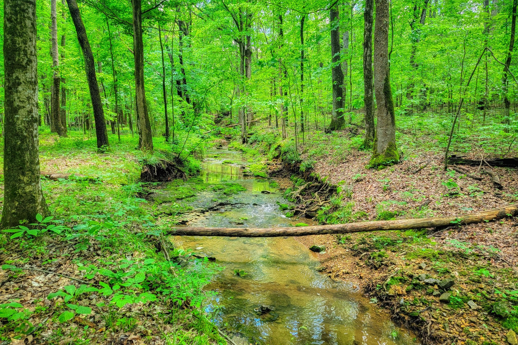 358 Spring Valley Drive Cottontown, TN 37048 - Photo 7 of 67 a view of a yard