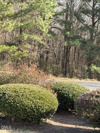 a view of a yard with plants and large trees