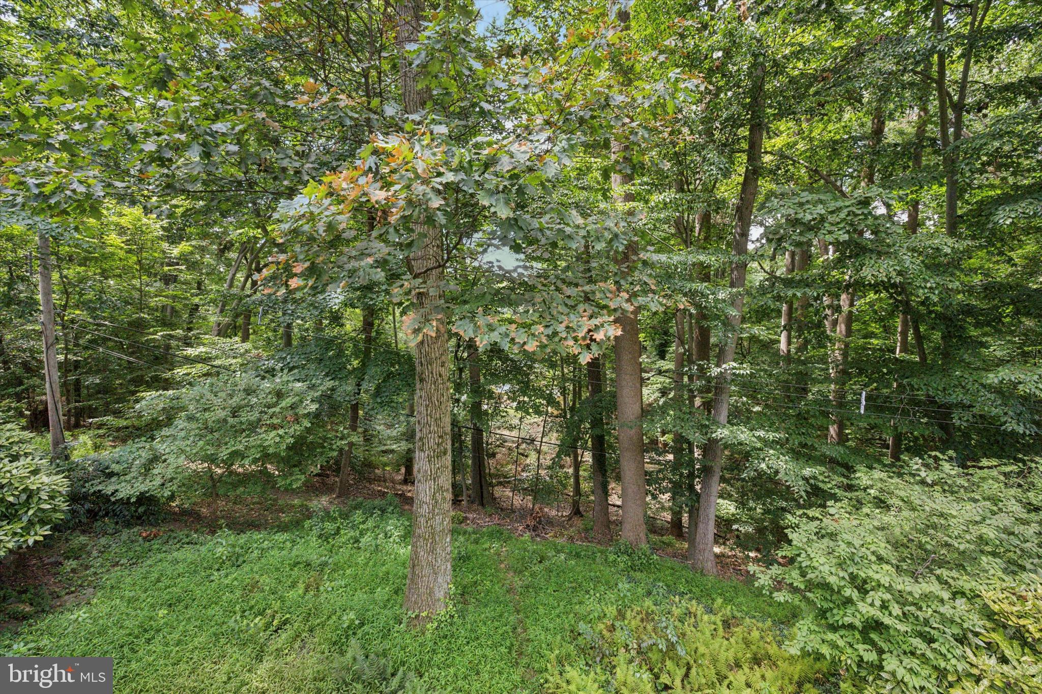 444 Kerr Lane Springfield, PA 19064 - Photo 32 of 35 a view of a lush green forest