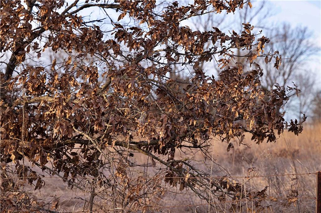 East 220th Lane Lane Bethany, MO 64424 - Photo 11 of 28