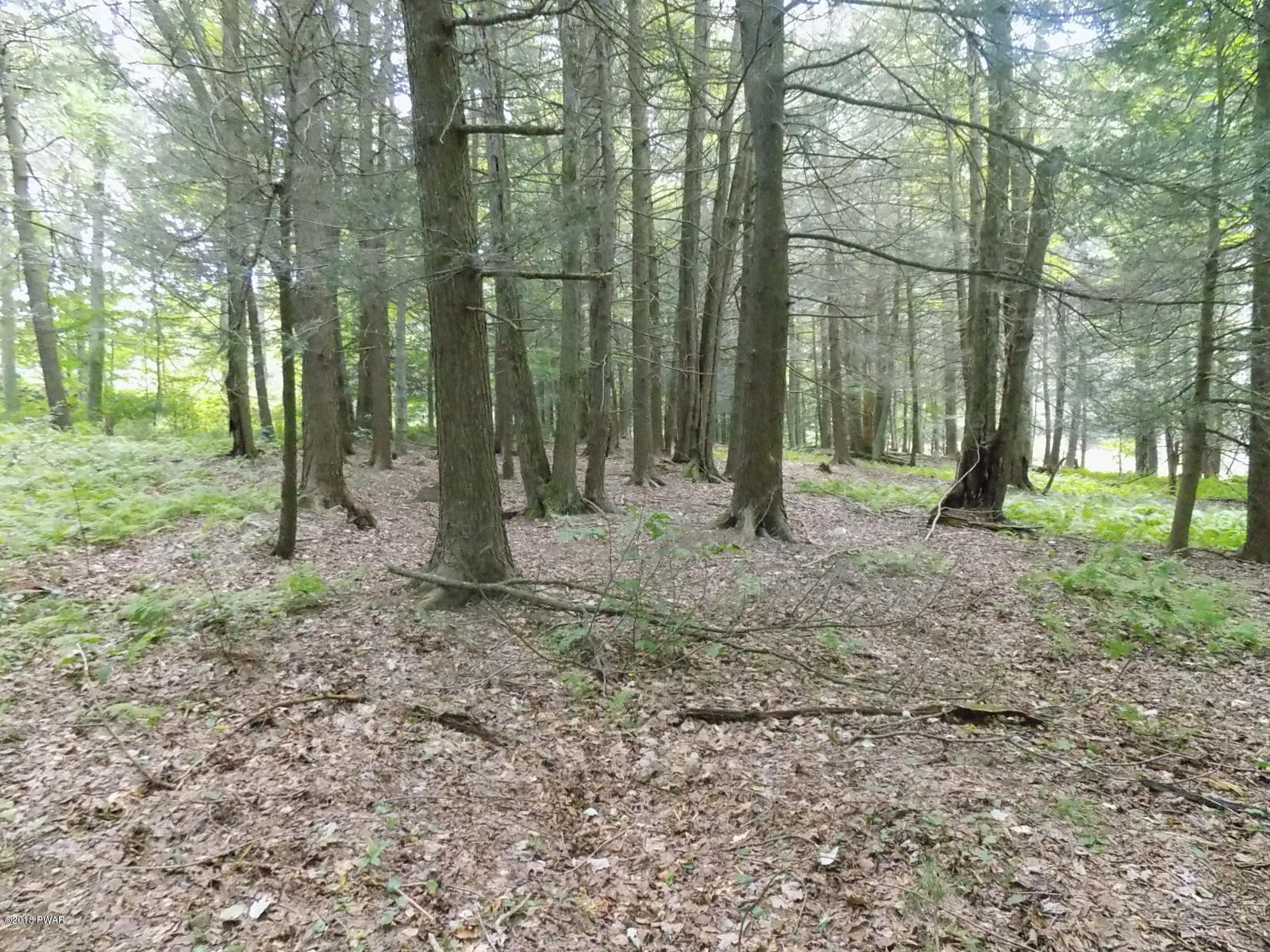 East Sterling Road Newfoundland, PA 18445 - Photo 9 of 18 Nice Stand of Hemlocks!