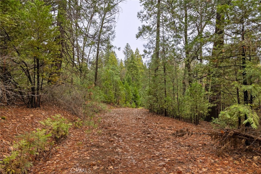 0 Christina Drive Forest Ranch, CA 95942 - Photo 11 of 18 a view of a forest with trees