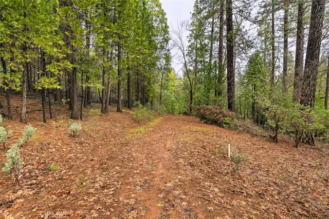 a view of a forest filled with trees