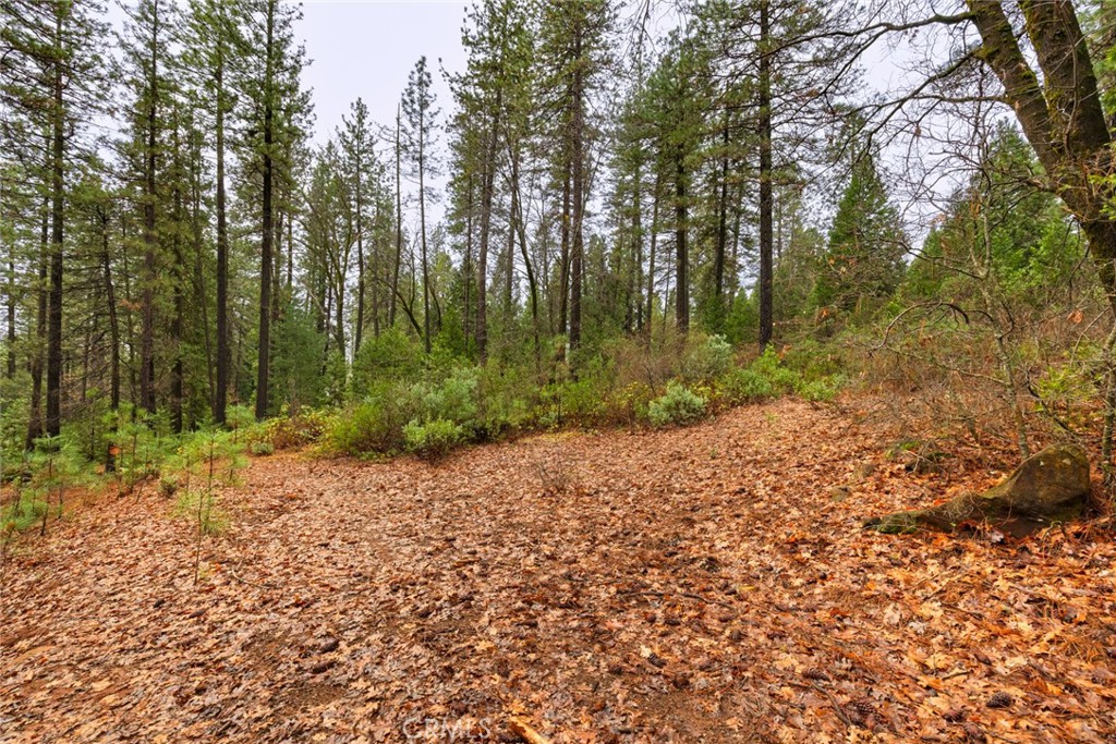 0 Christina Drive Forest Ranch, CA 95942 - Photo 14 of 18 a view of a forest filled with trees