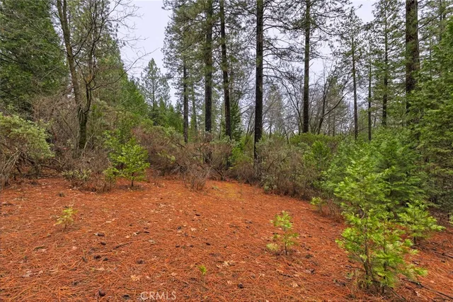 a view of outdoor space with lots of trees