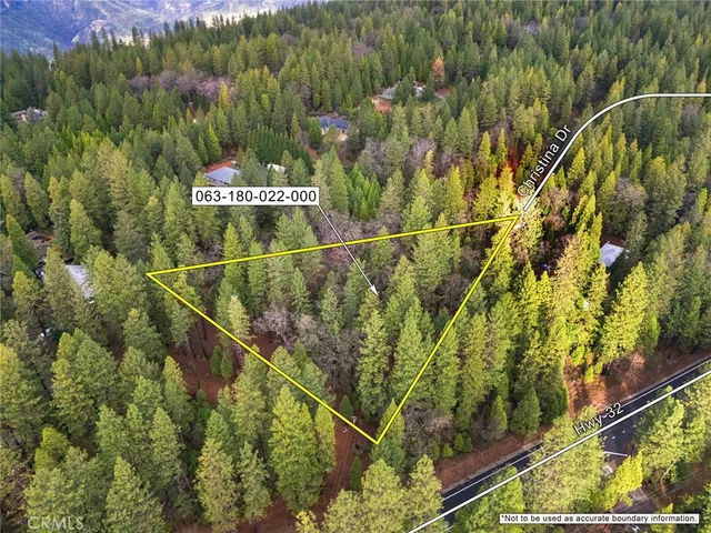 a view of a forest with a tree