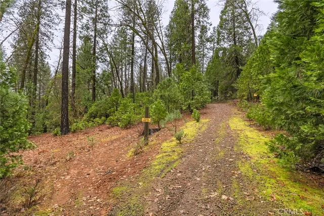 a view of a forest with trees