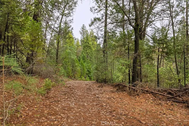 a view of a forest with trees in the background