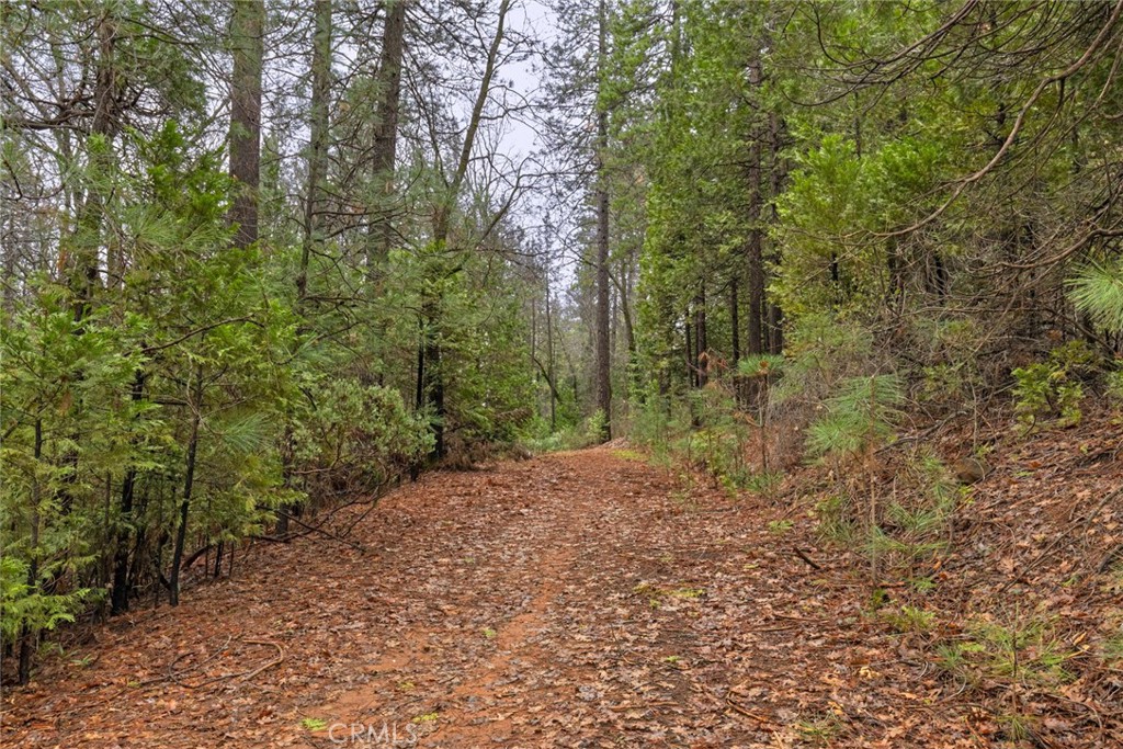 0 Christina Drive Forest Ranch, CA 95942 - Photo 10 of 18 a view of a forest with trees in the background