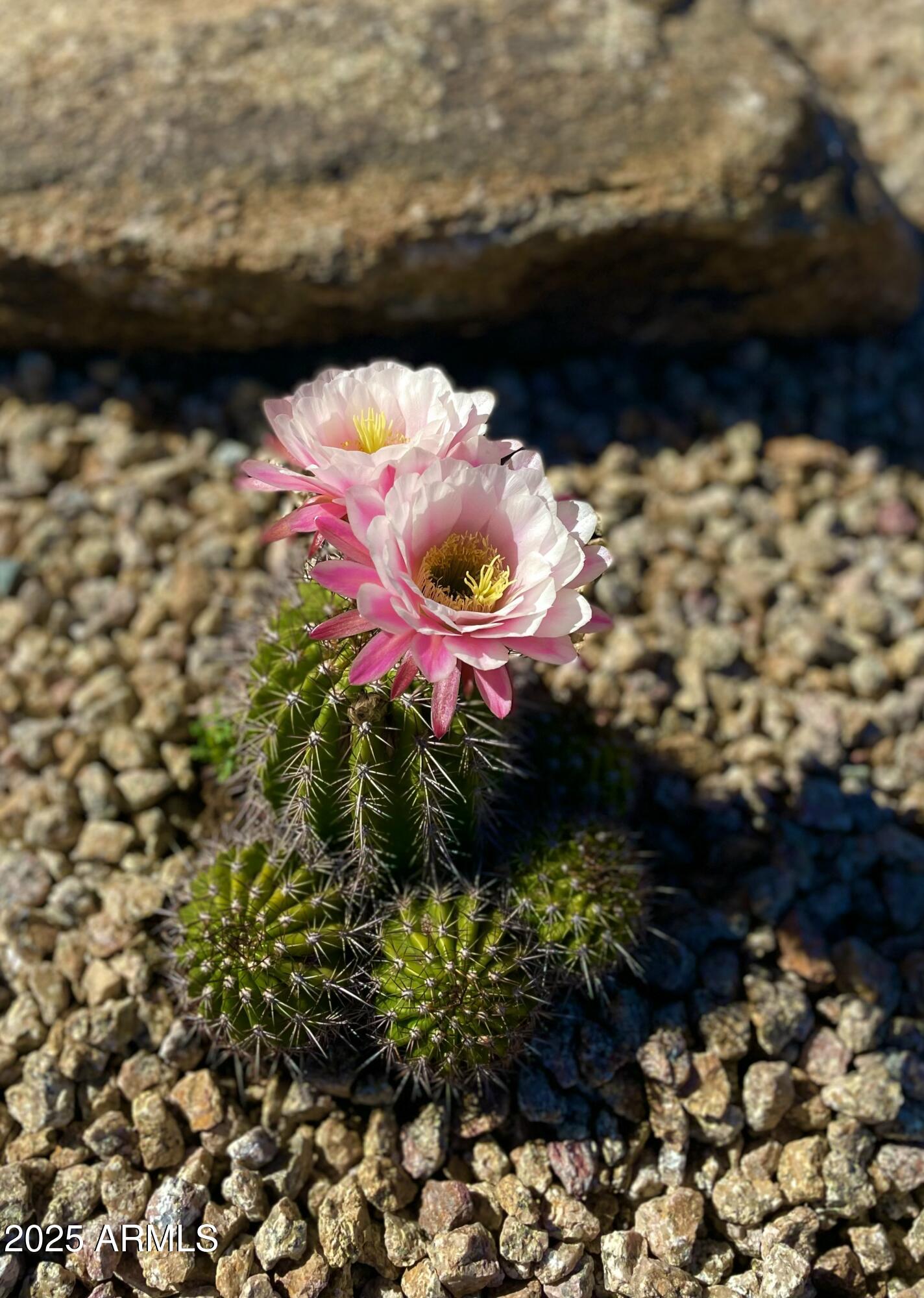 2049 East Gaffney Road New River, AZ 85087 - Photo 62 of 77 IMG_0395