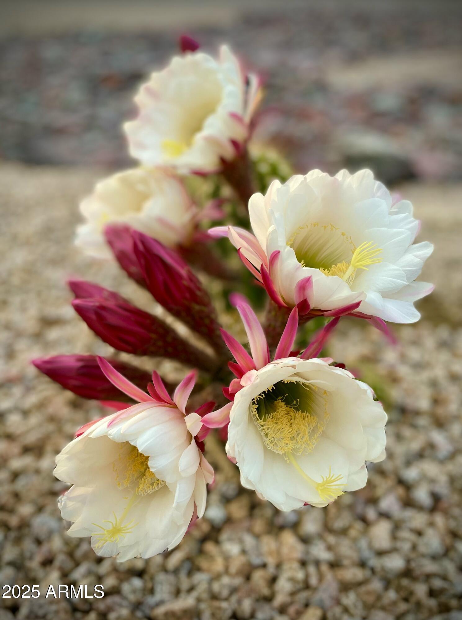 2049 East Gaffney Road New River, AZ 85087 - Photo 65 of 77 IMG_1468