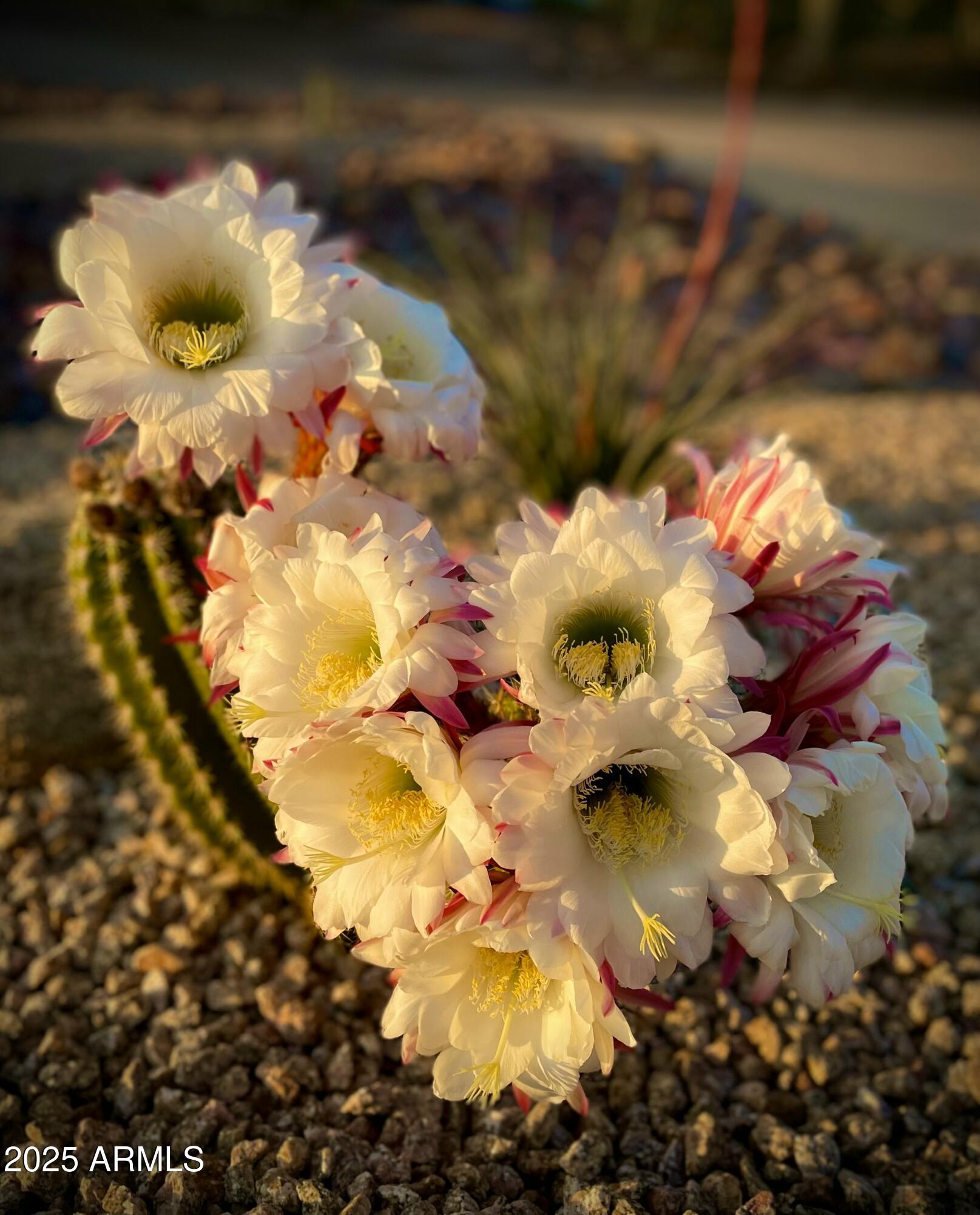 2049 East Gaffney Road New River, AZ 85087 - Photo 66 of 77 a close up of a flower in a garden