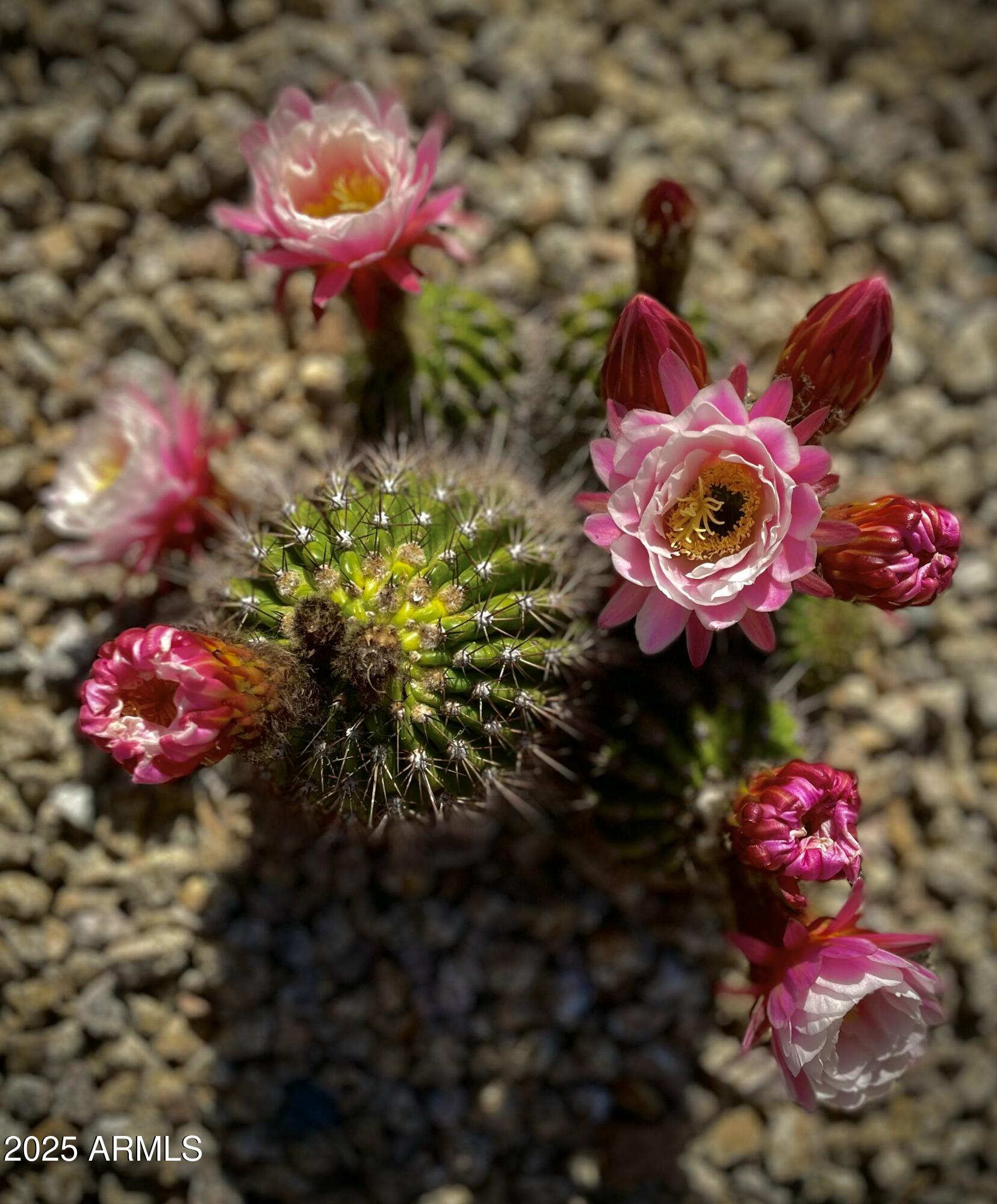 2049 East Gaffney Road New River, AZ 85087 - Photo 67 of 77 IMG_1519