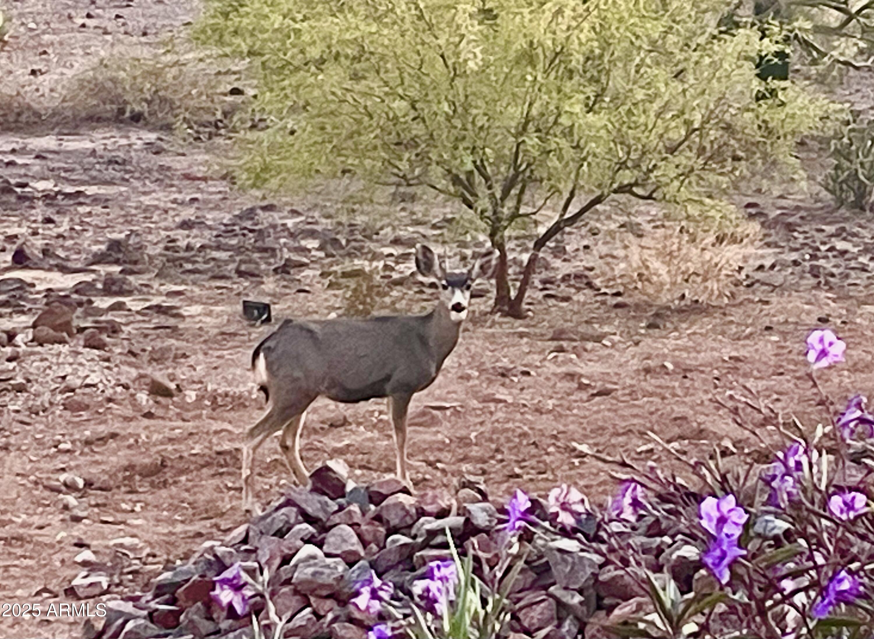2049 East Gaffney Road New River, AZ 85087 - Photo 68 of 77 IMG_4019