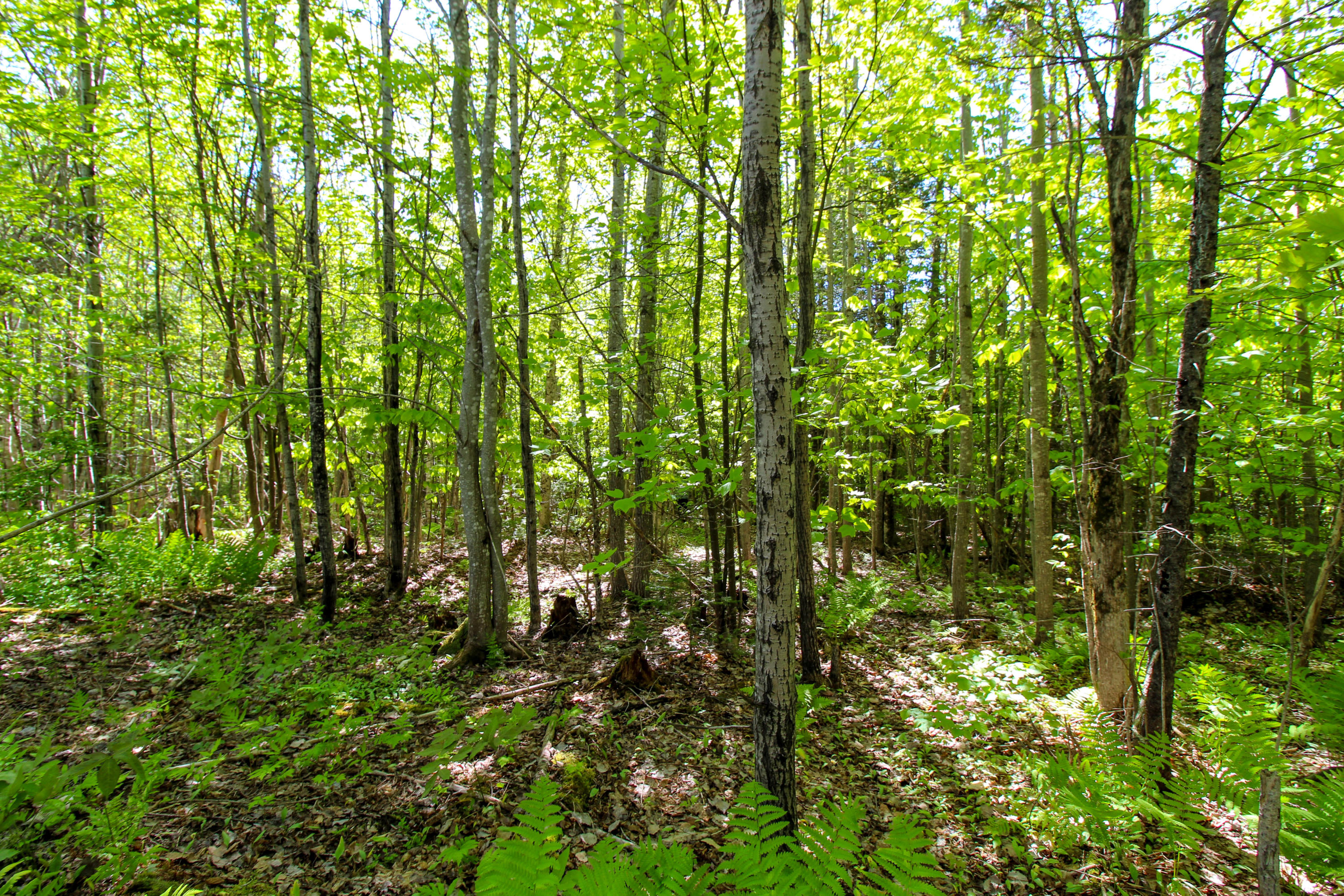 Lot 18.4 Lee Road Carroll Plt, ME 04487 - Photo 12 of 15 Along the Road