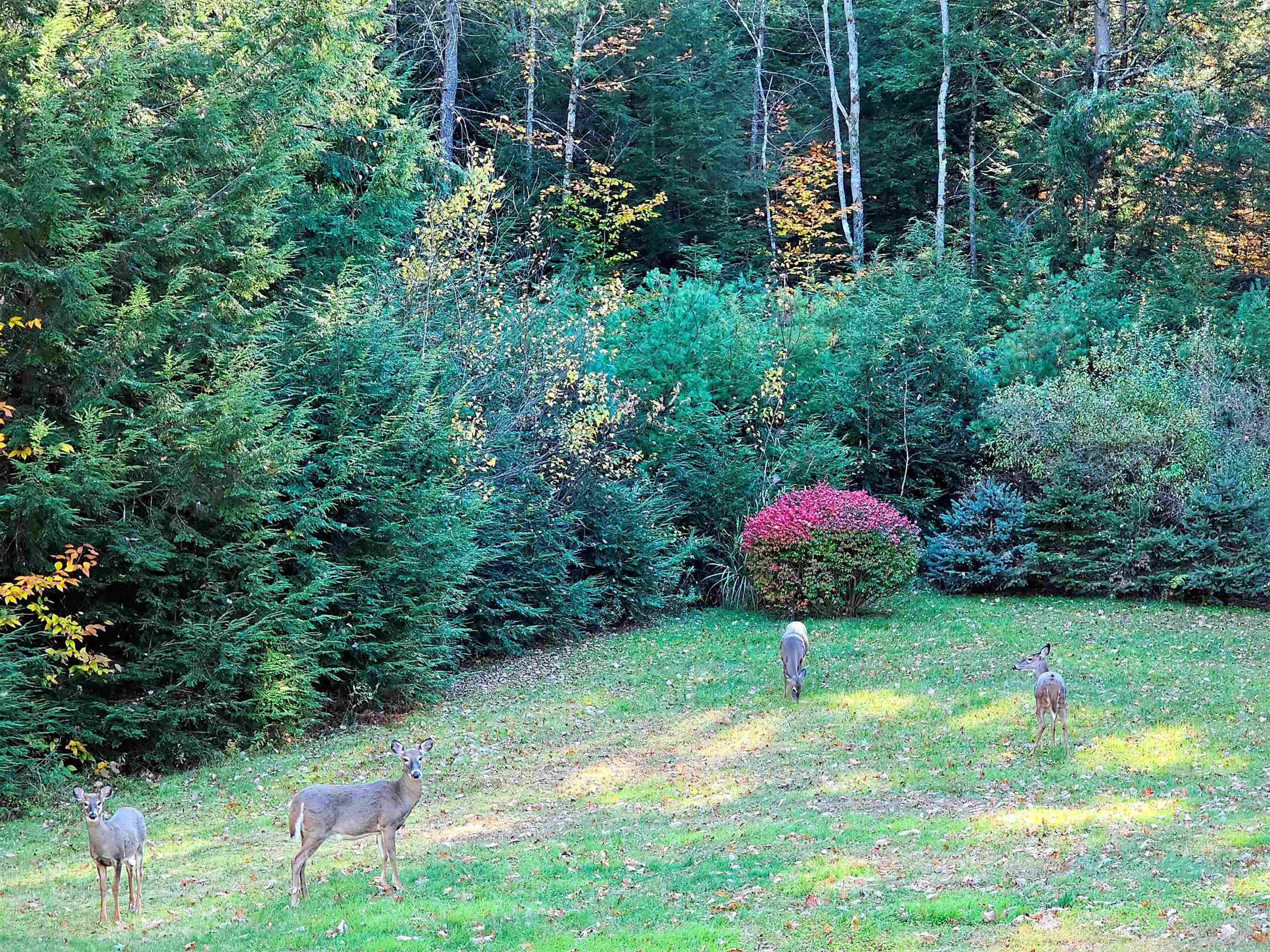 496 Loudon Road Pittsfield, NH 03263 - Photo 40 of 54 Gallery Image 40