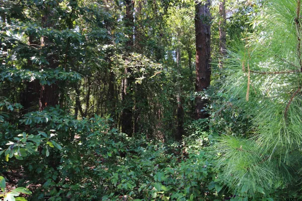 a view of a forest with trees in the background