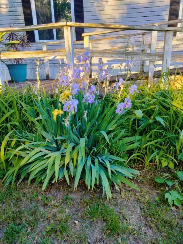 10995 North Parma Road Springport, MI 49284 - Photo 19 of 19 image000000 (1)