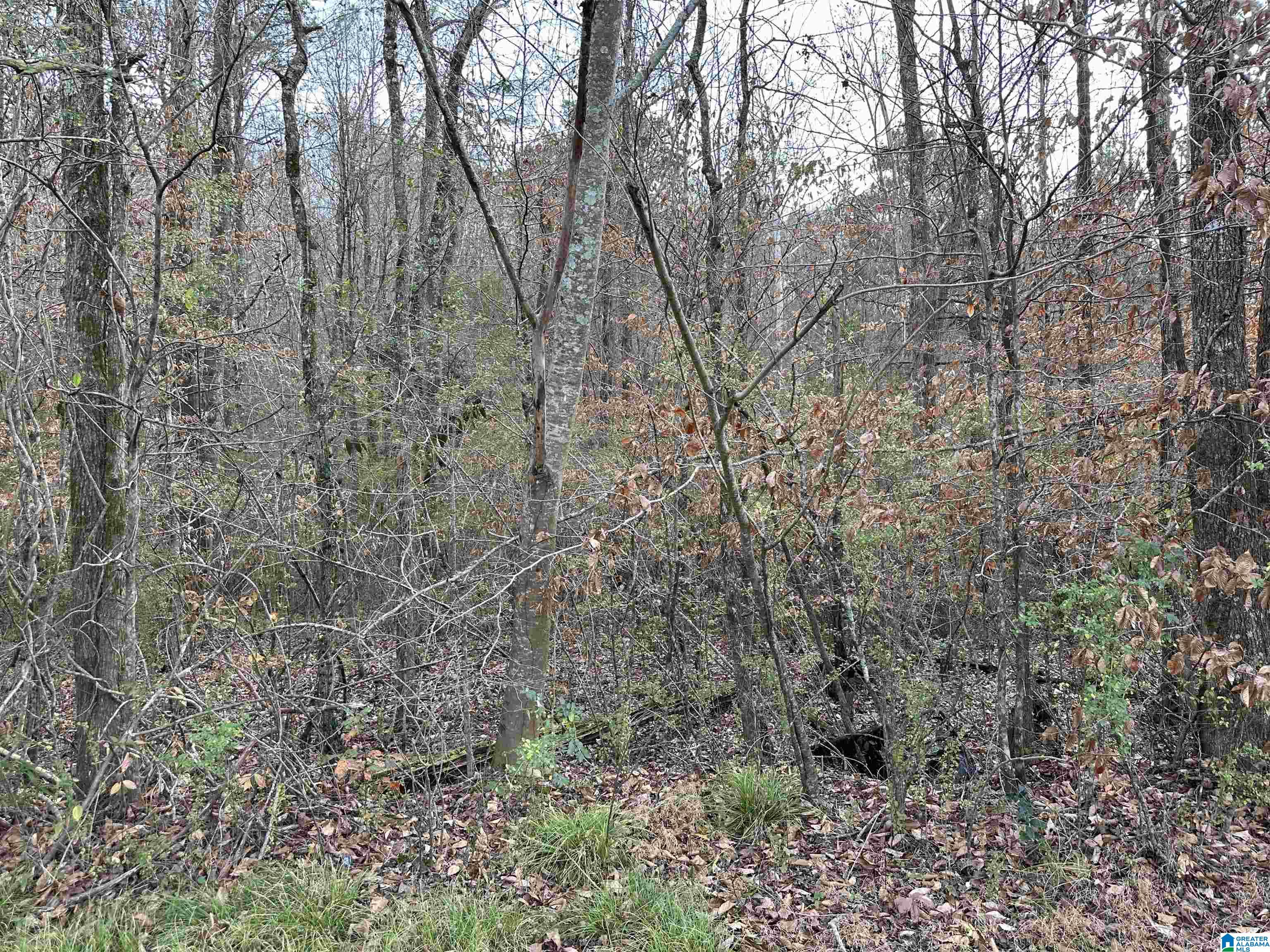 166 Warrior Robbins Road, Unit 6 4 ACRES Warrior, AL 35180 - Photo 7 of 17