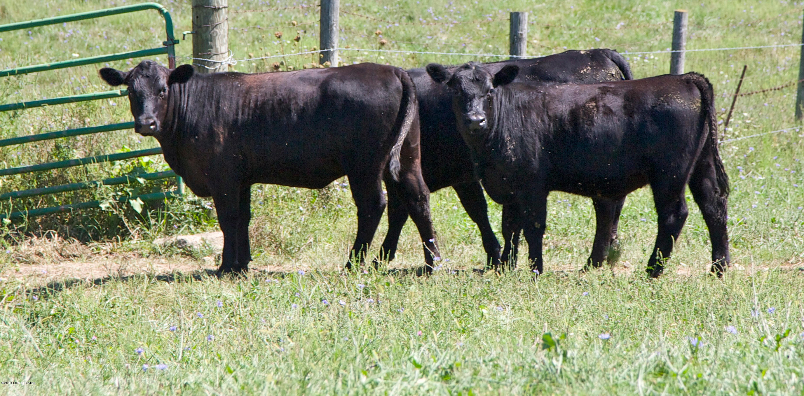 1530 Campbellsburg Road New Castle, KY 40050 - Photo 19 of 19 Campbellsburg_21