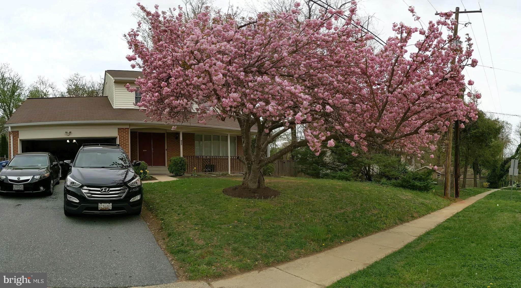 622 Cannon Road Silver Spring, MD 20904 - Photo 31 of 31 Full bloom cherry blossom tree during spring