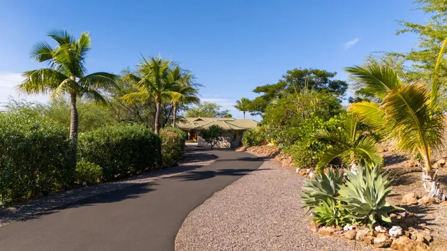 a view of a garden with a potted plant