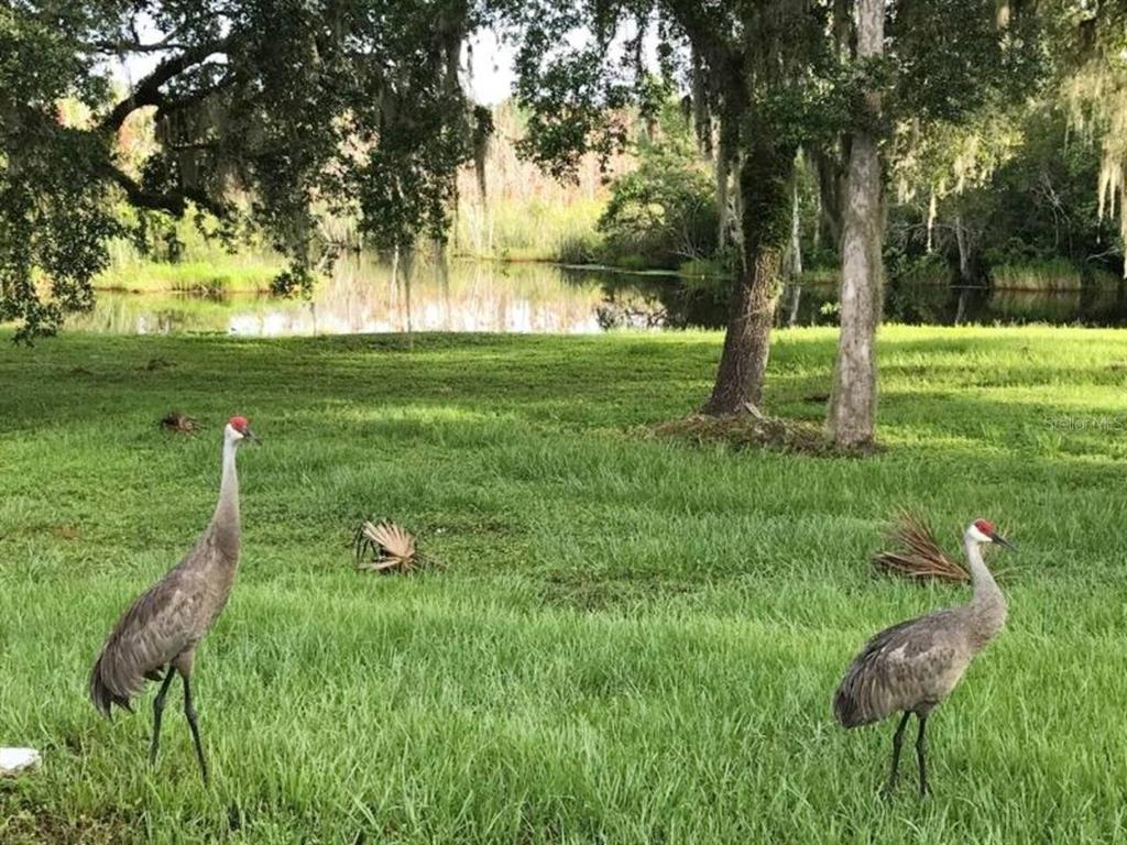 1423 North Lagoon Point Inverness, FL 34453 - Photo 71 of 76 Gallery Image 71