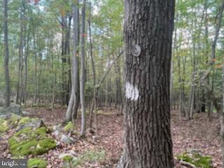 11231 Furnace Road Blue Ridge Summit, PA 17214 - Photo 6 of 17 State Forest Boundary