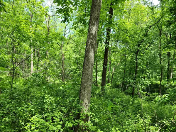 a view of forest