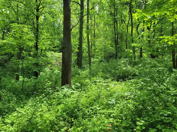 a view of a lush green forest